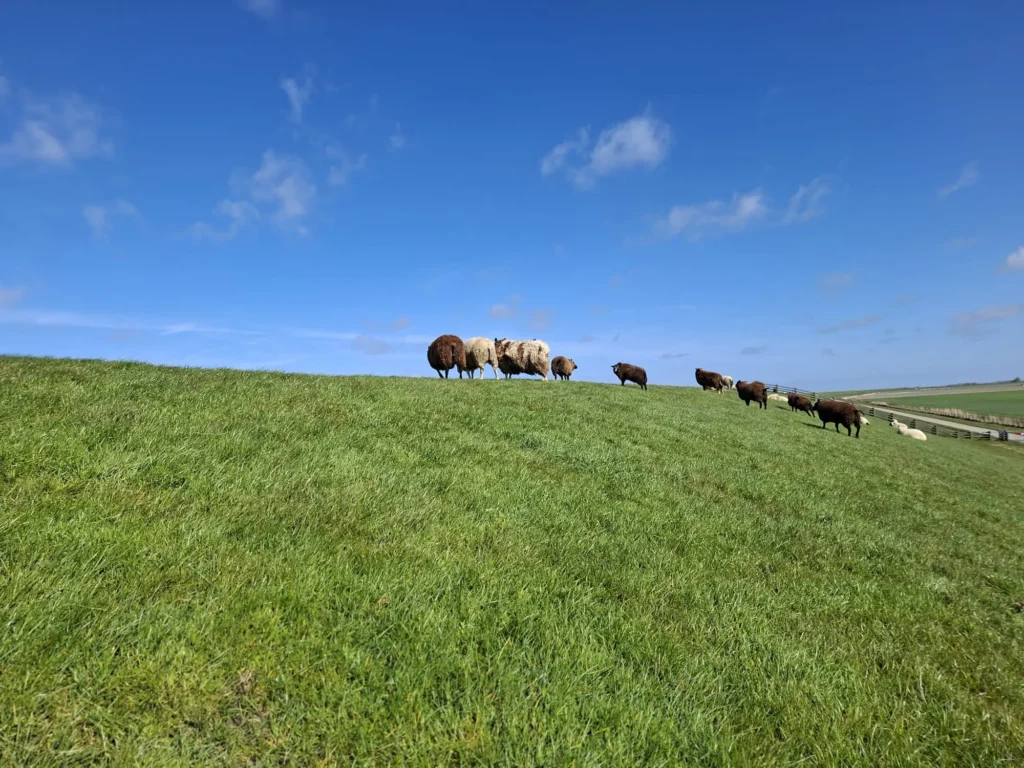 zeedijk van de Friese waddenkust met schapen
